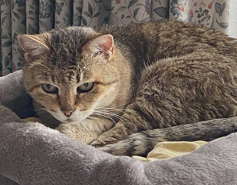 猫